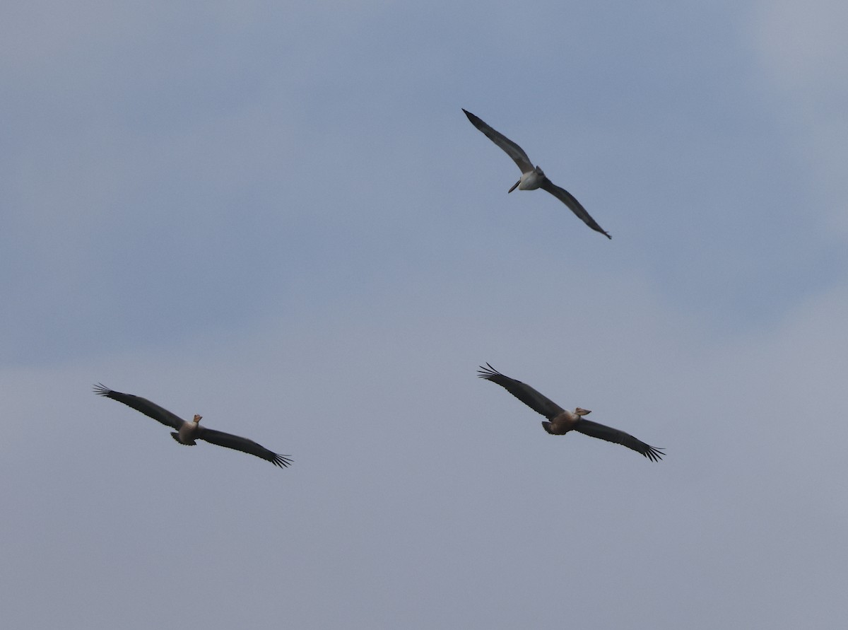 Spot-billed Pelican - ML611448014