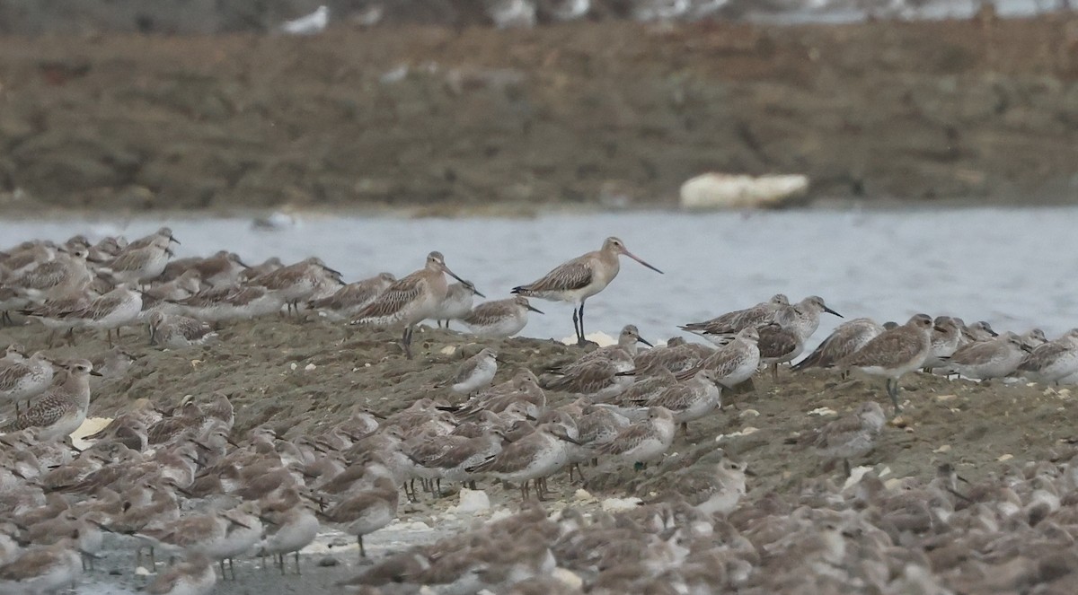 Bar-tailed Godwit - ML611448072