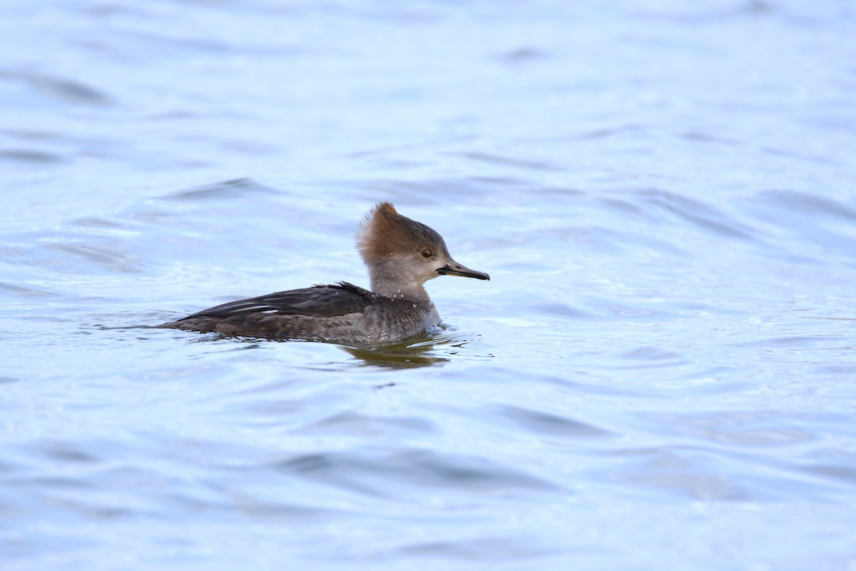 Hooded Merganser - Chaiby Leiman