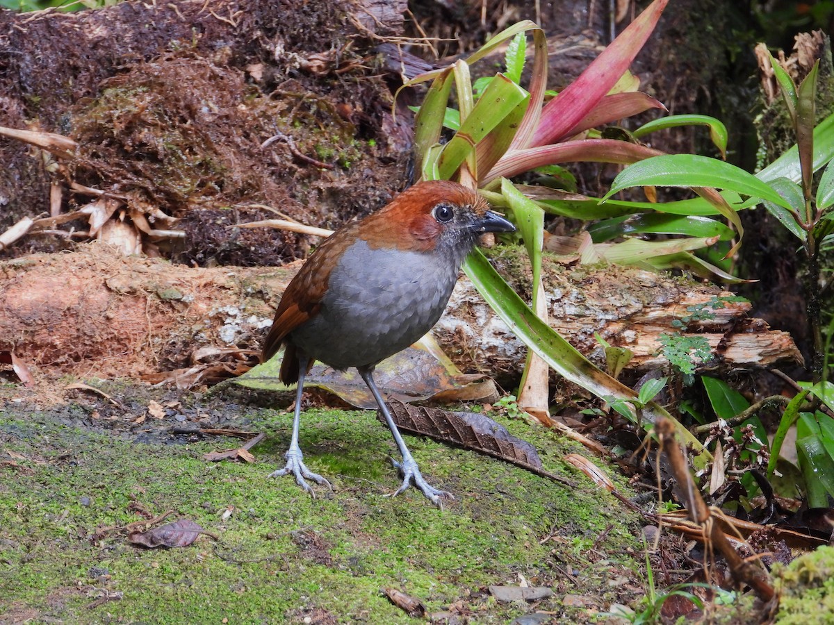 Chestnut-naped Antpitta - ML611448106