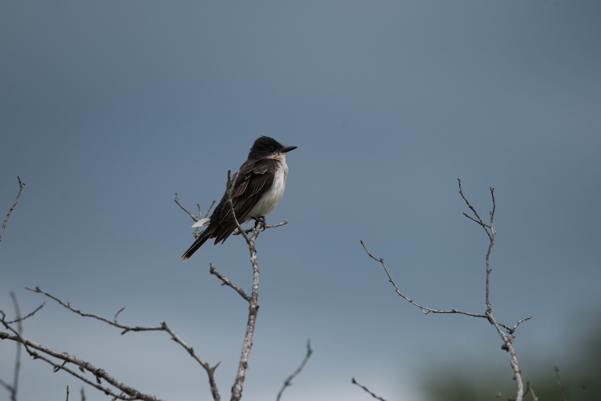 Eastern Kingbird - ML611448140