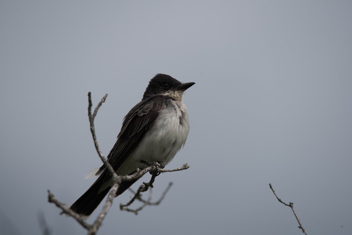 Eastern Kingbird - ML611448172