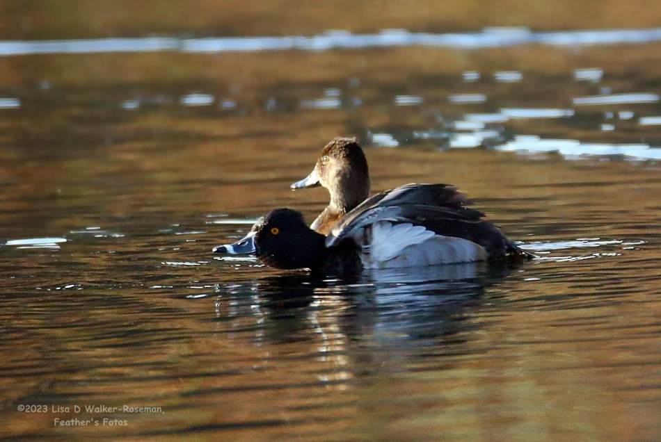 Ring-necked Duck - ML611448206