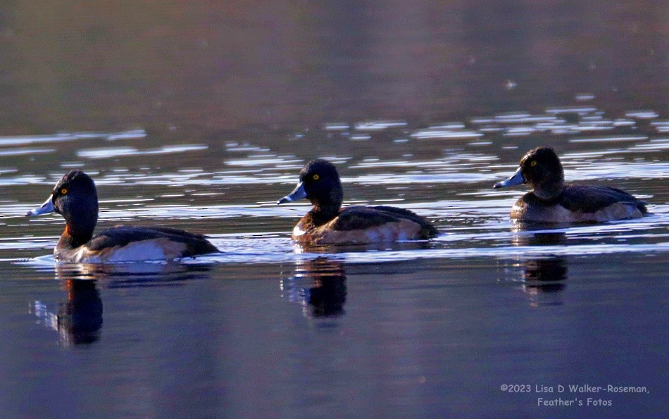 Ring-necked Duck - ML611448207