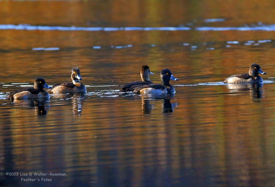 Ring-necked Duck - ML611448208