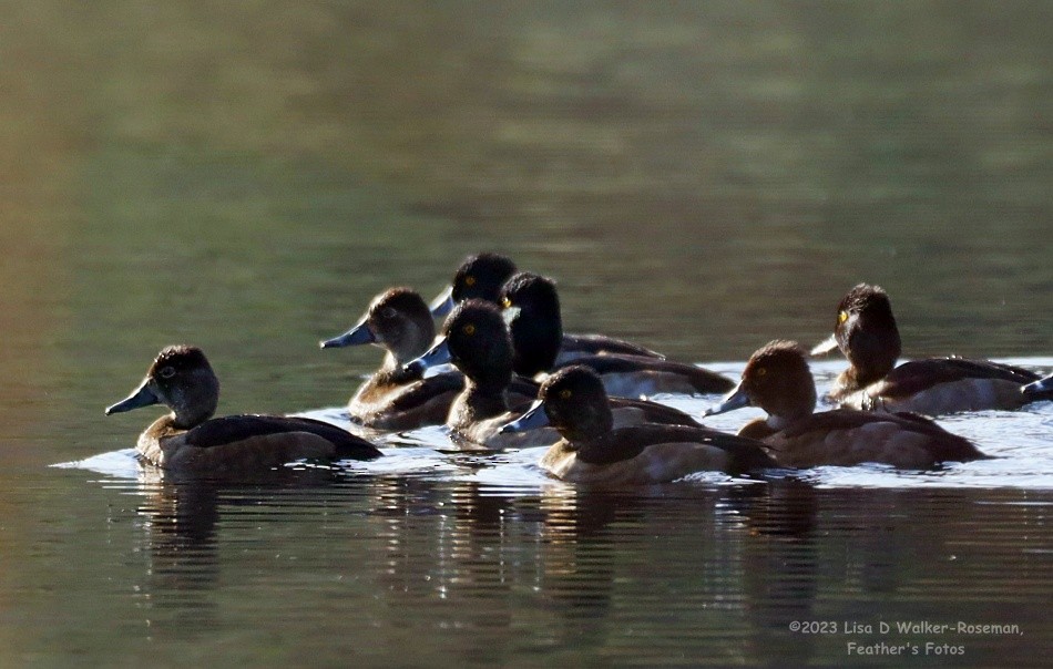 Ring-necked Duck - ML611448209