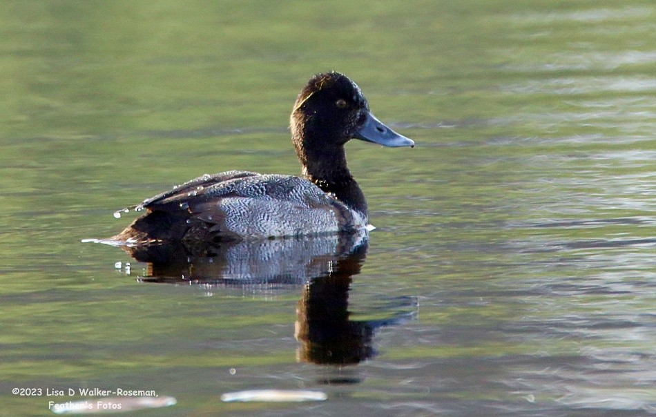 Lesser Scaup - Lisa Walker-Roseman