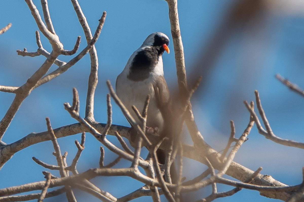 Namaqua Dove - ML611448236