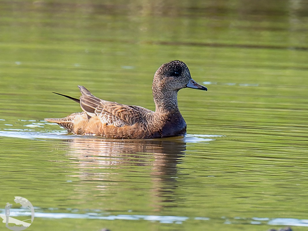 American Wigeon - ML611448243