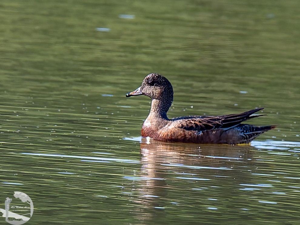 American Wigeon - ML611448244