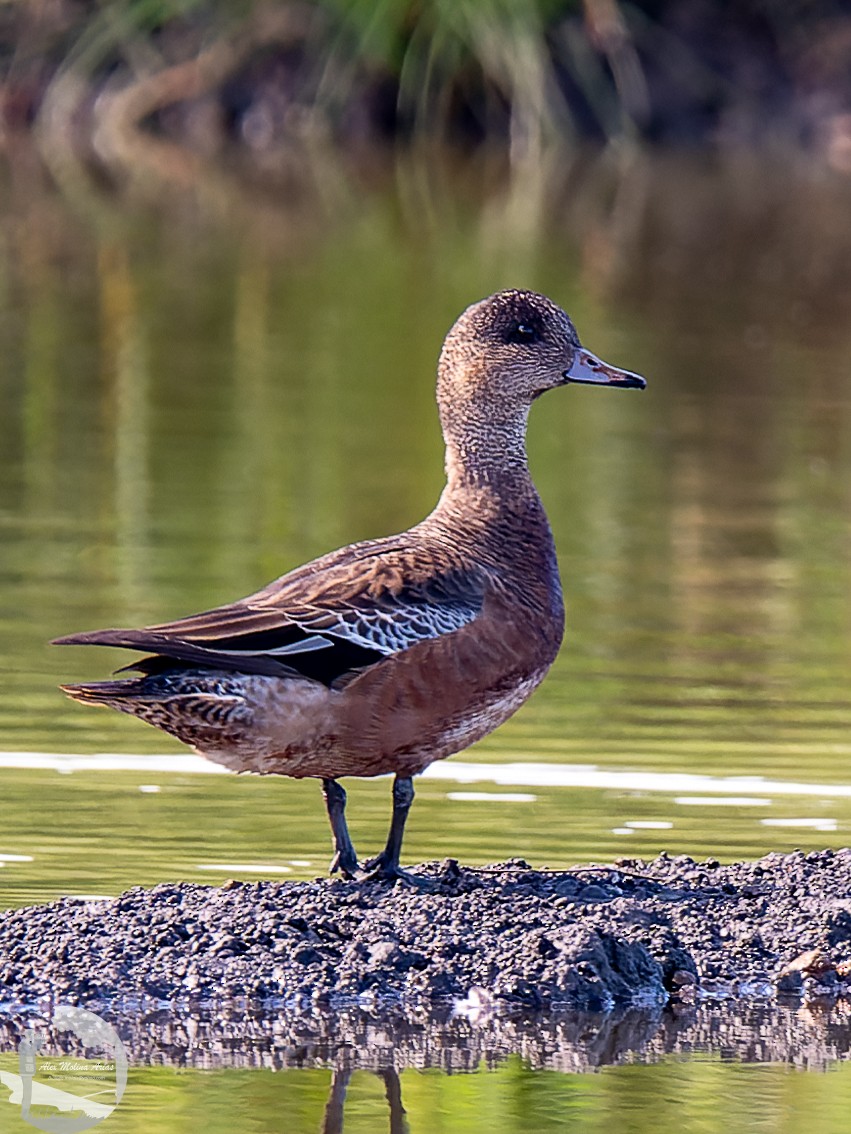 American Wigeon - ML611448245