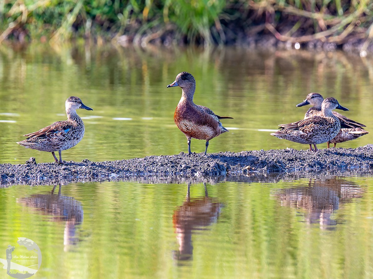 American Wigeon - ML611448247