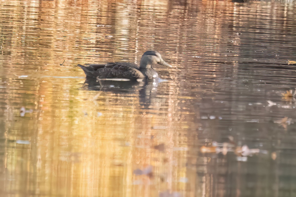 アメリカガモ - ML611448250