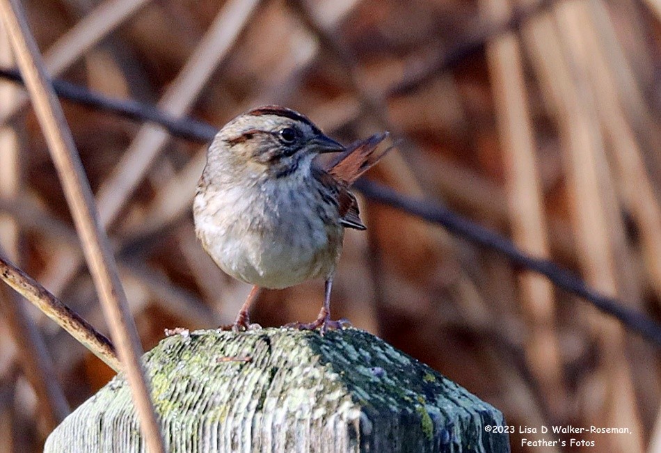 Swamp Sparrow - ML611448255