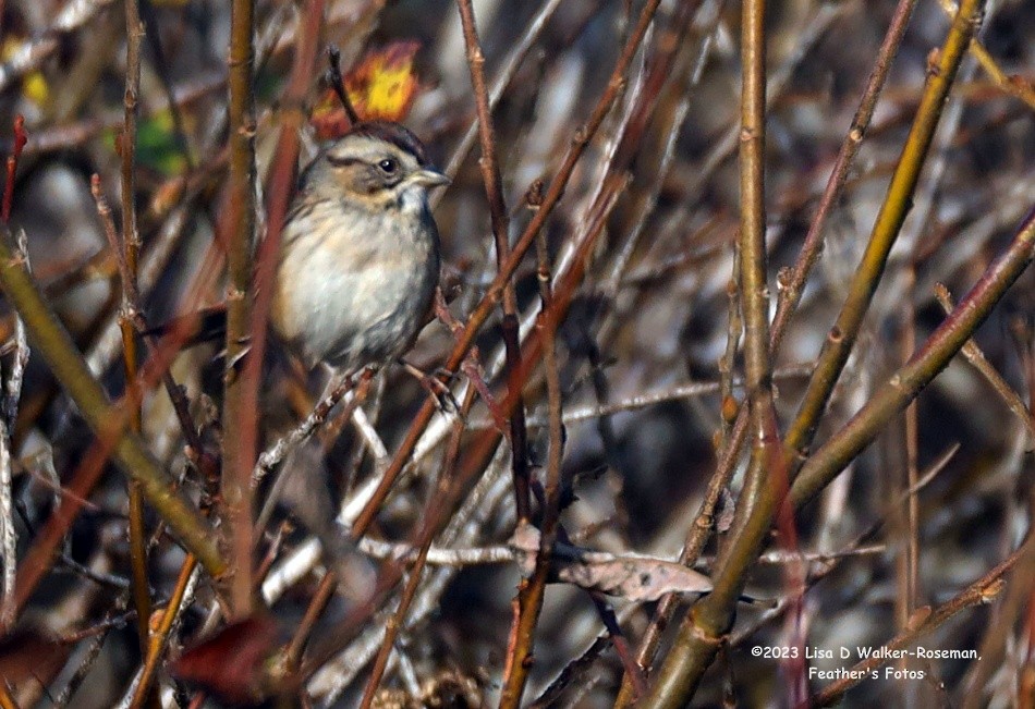 Swamp Sparrow - ML611448256