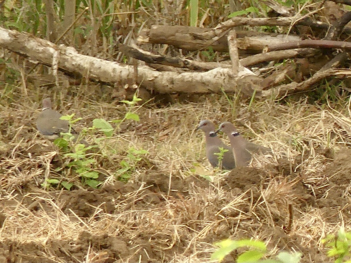 Sunda Collared-Dove - ML611448261