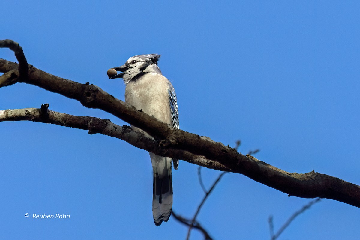 Blue Jay - ML611448320