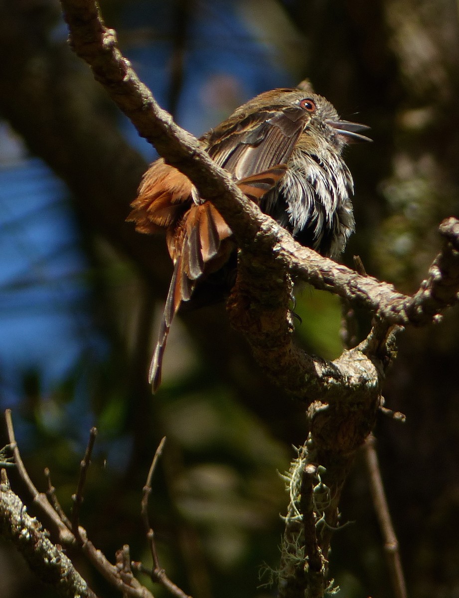 Blue-billed Black-Tyrant - ML611448358