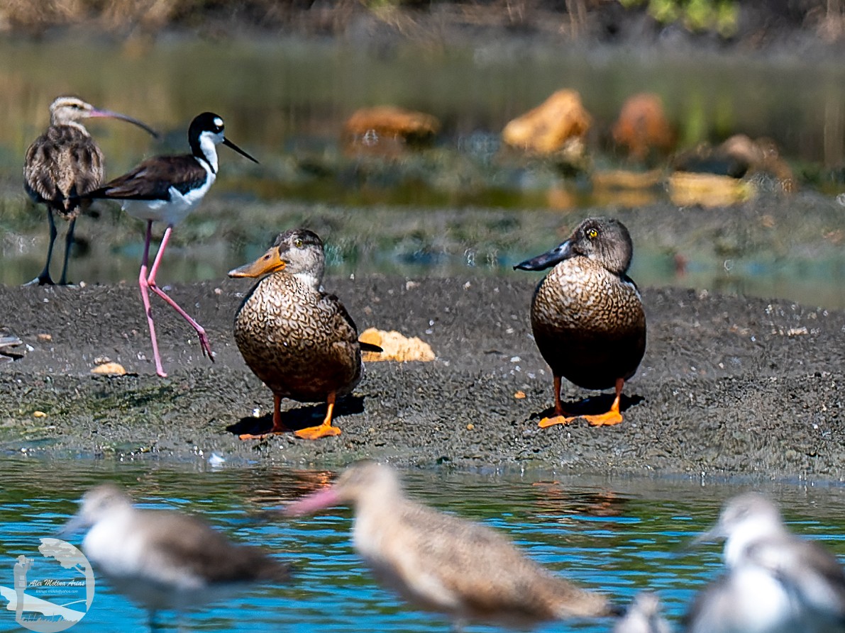 Northern Shoveler - ML611448369