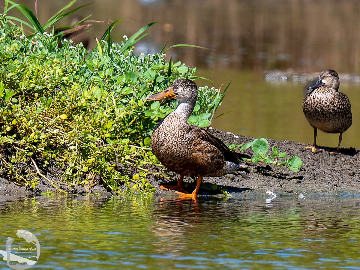 Northern Shoveler - ML611448370