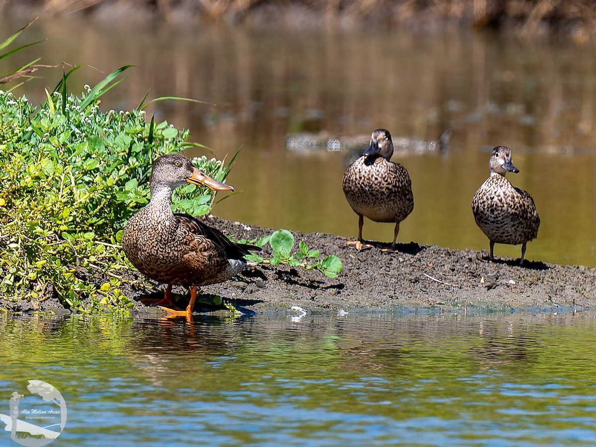 Northern Shoveler - ML611448371