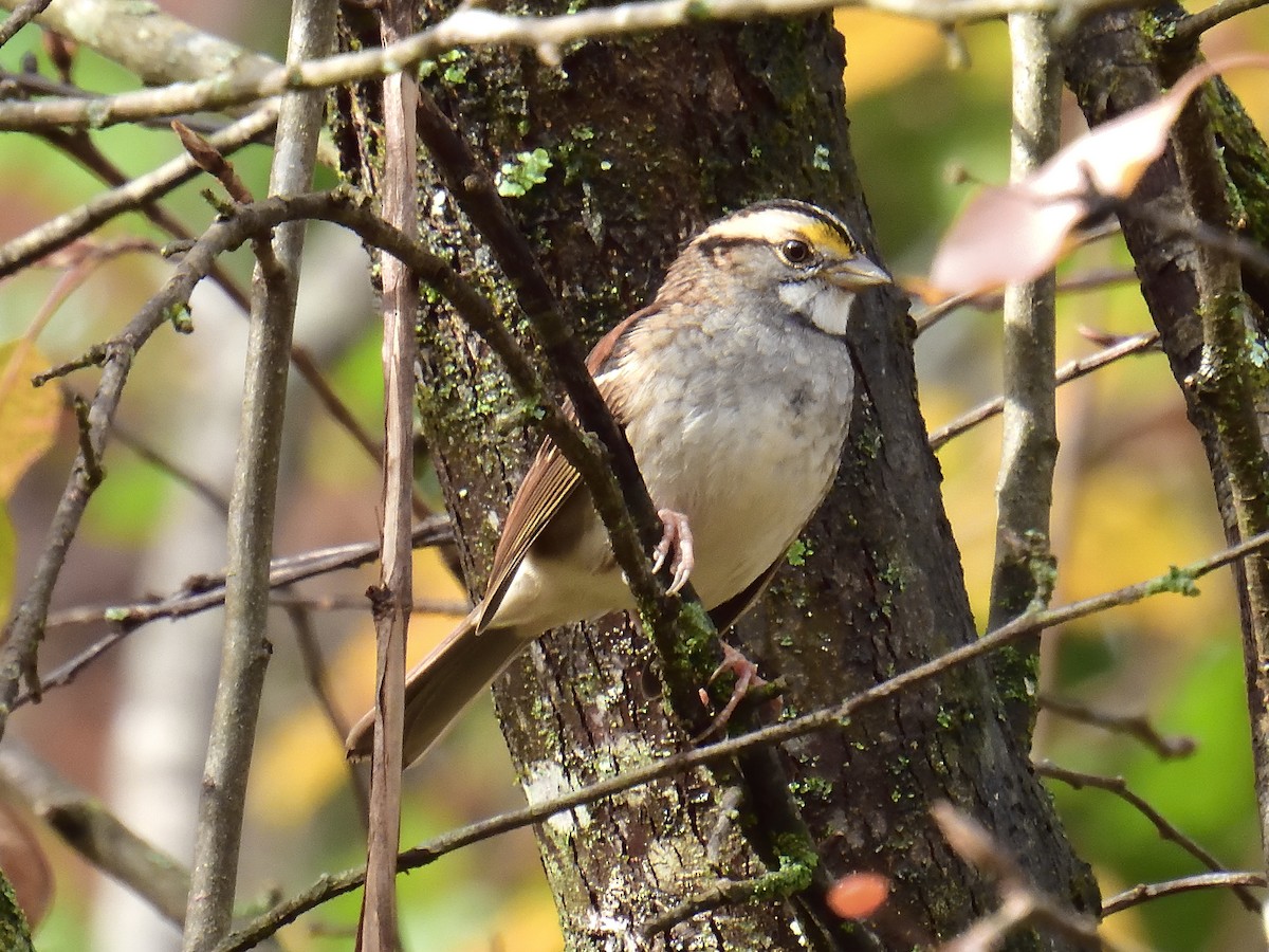 White-throated Sparrow - ML611448421