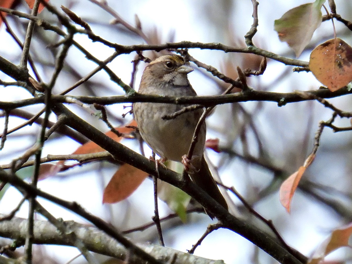 White-throated Sparrow - ML611448433