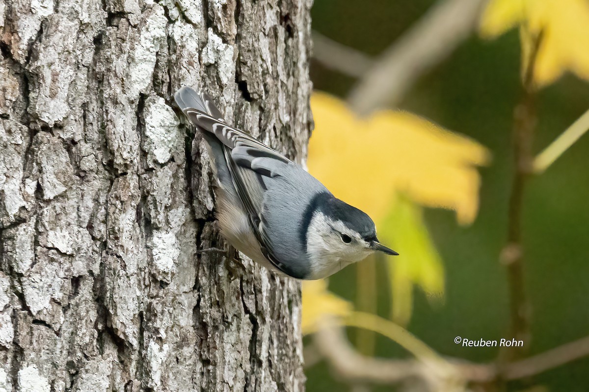 White-breasted Nuthatch - ML611448609