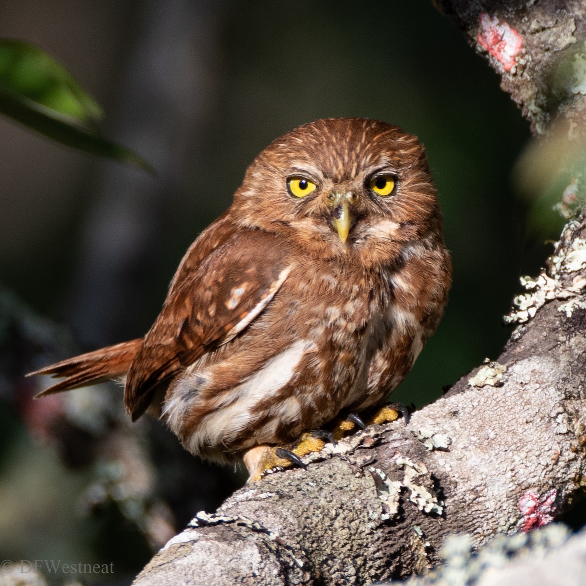 Ferruginous Pygmy-Owl - ML611448619