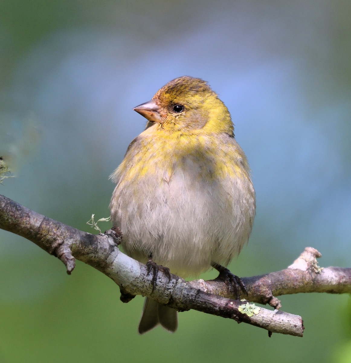 Black-chinned Siskin - ML611448622