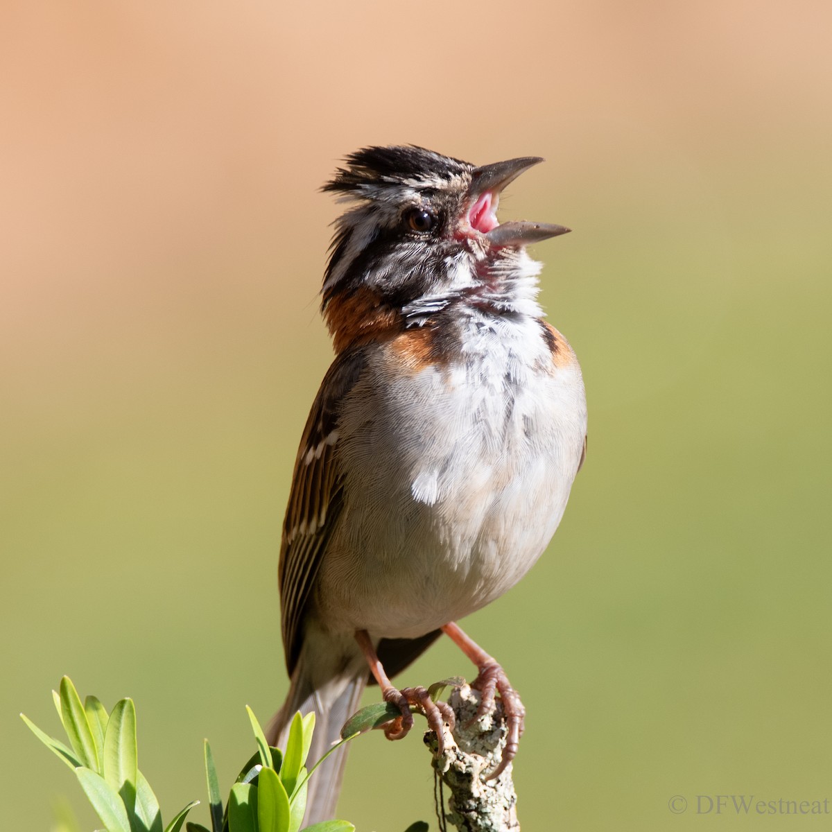 Rufous-collared Sparrow - ML611448637