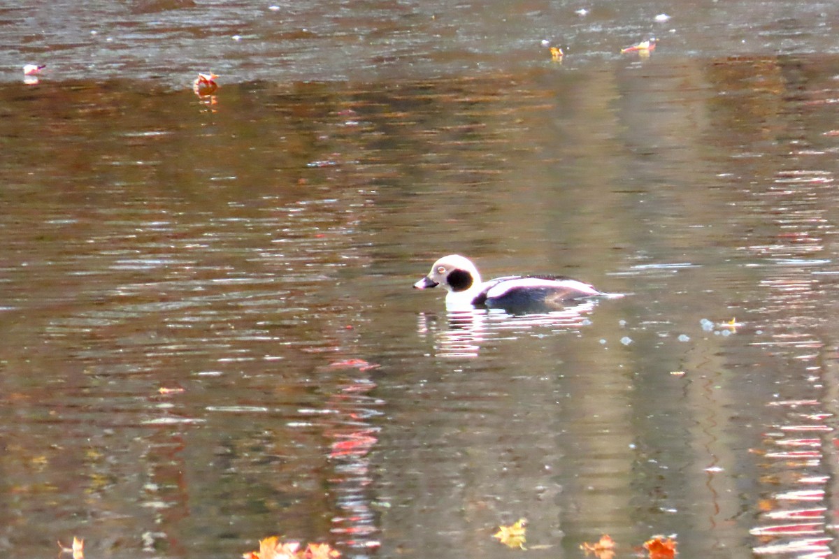 Long-tailed Duck - ML611448777