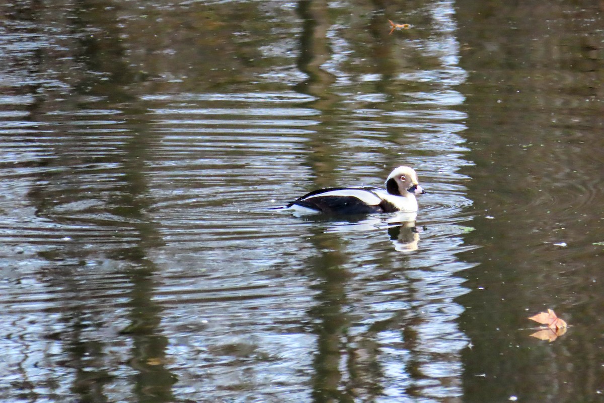 Long-tailed Duck - ML611448778