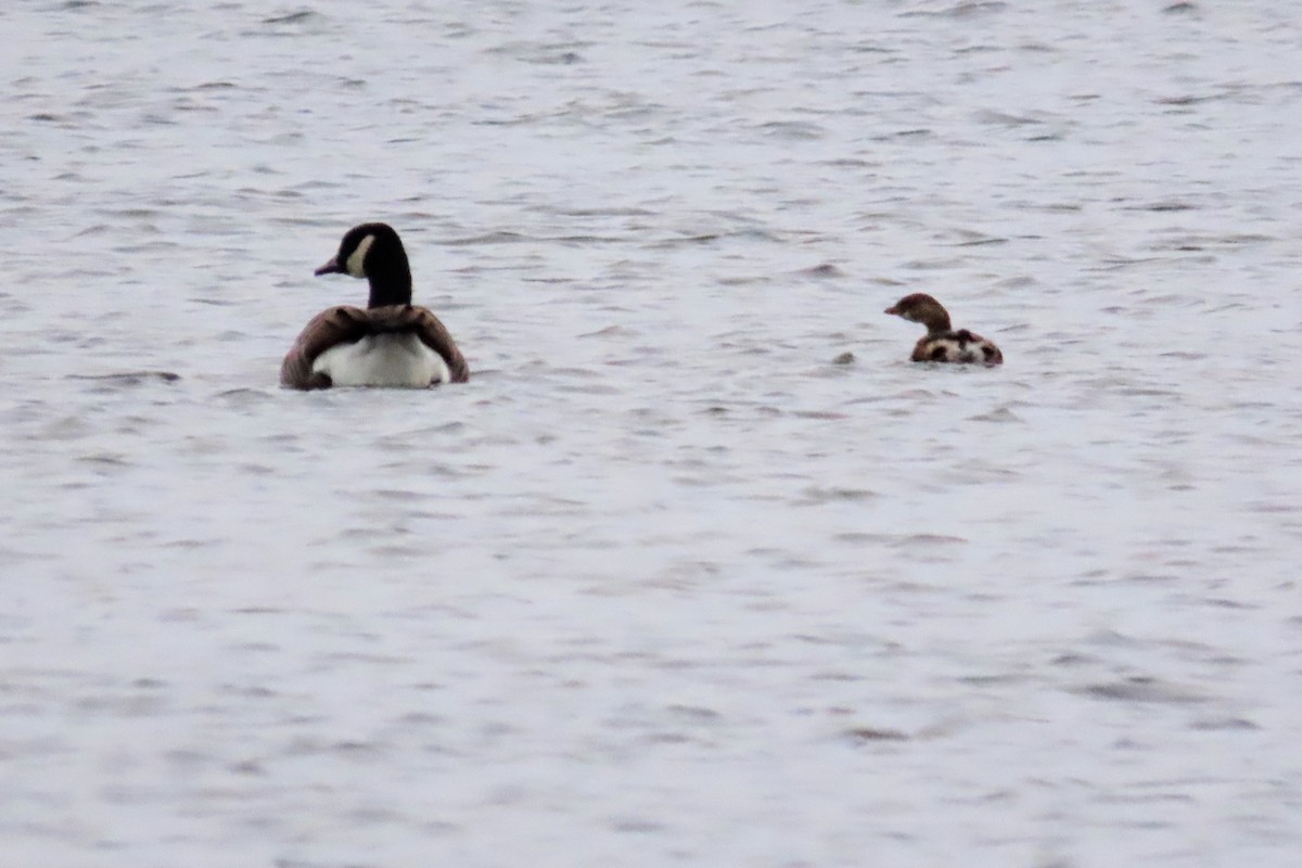 Pied-billed Grebe - ML611448789