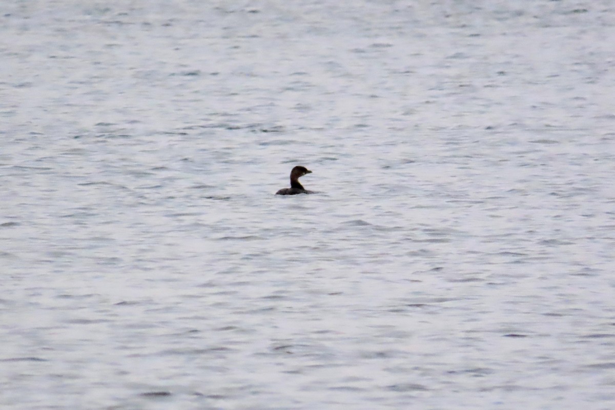 Pied-billed Grebe - ML611448790