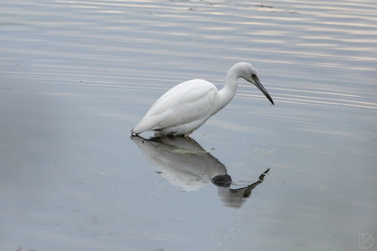 Little Blue Heron - ML611448835