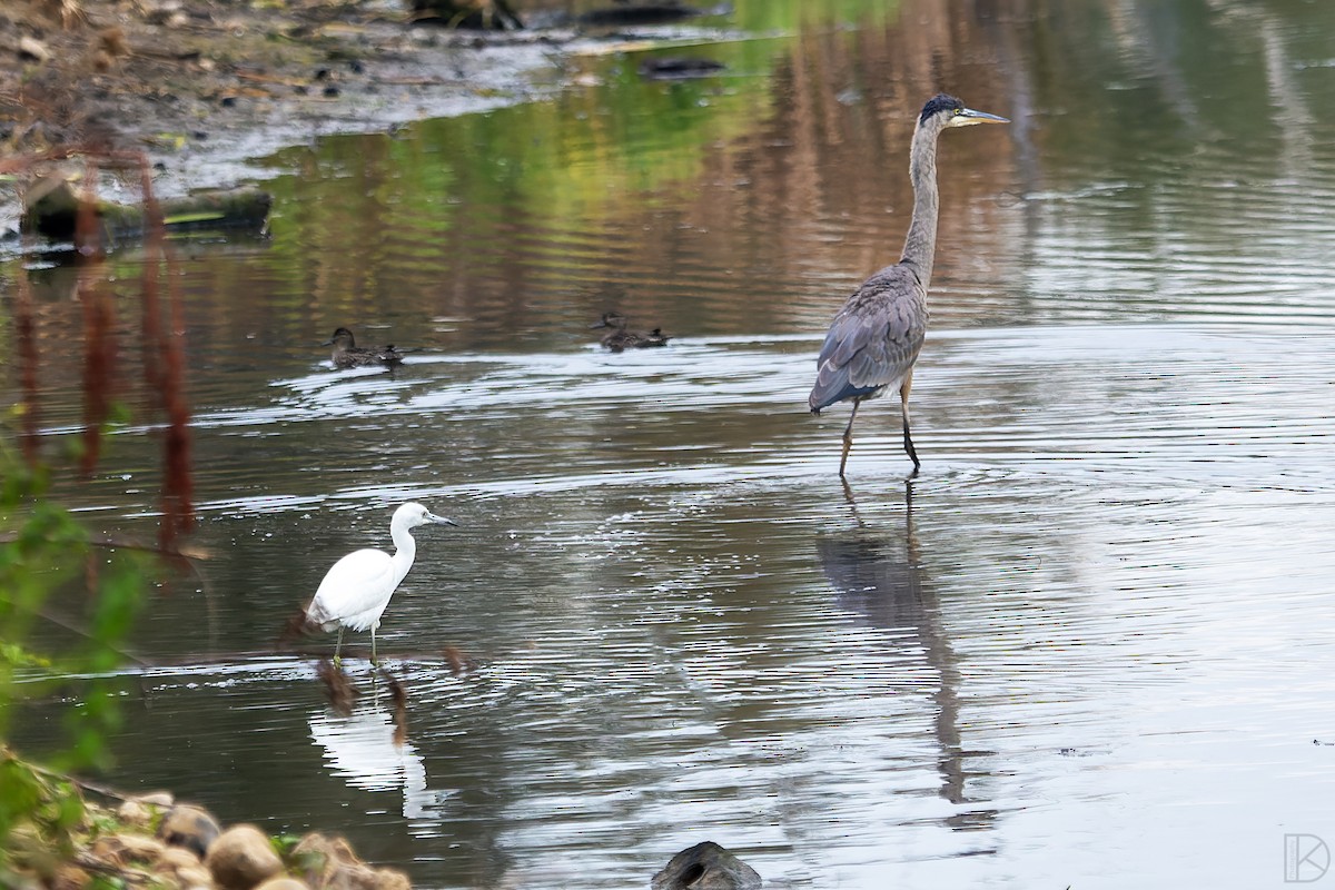 Little Blue Heron - ML611448836