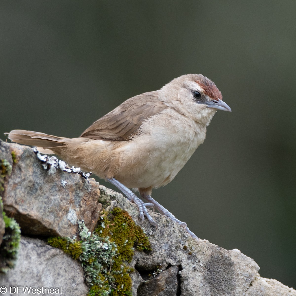 Rufous-fronted Thornbird - ML611448895