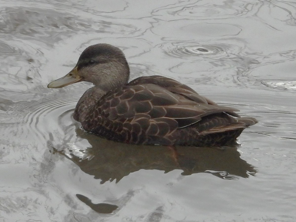 American Black Duck - ML611448898