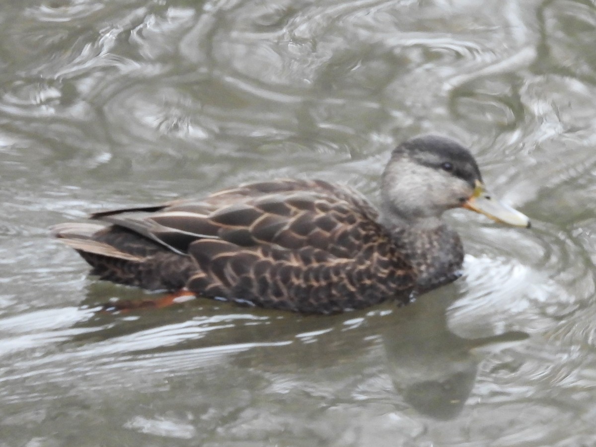 American Black Duck - ML611448899