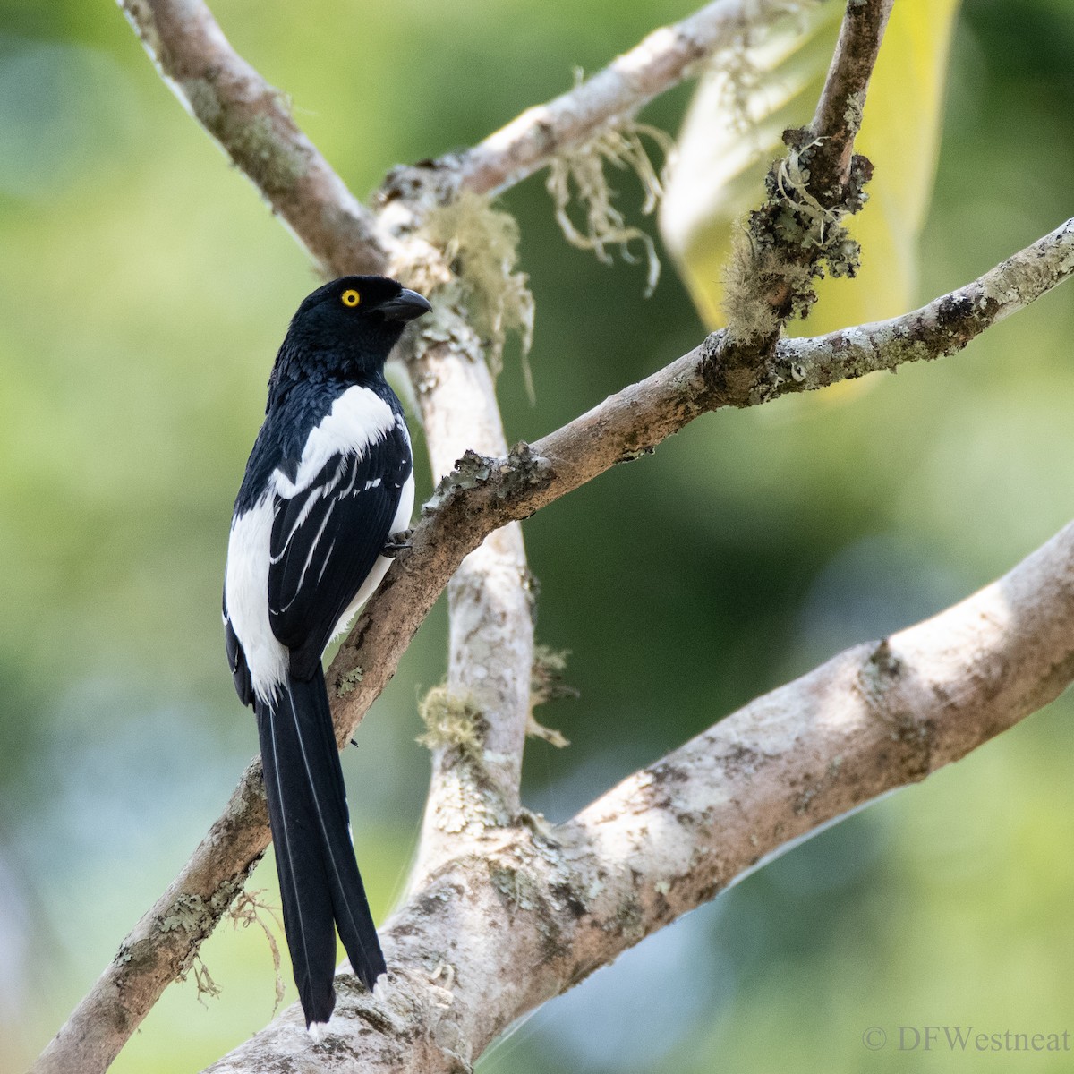 Magpie Tanager - ML611448947