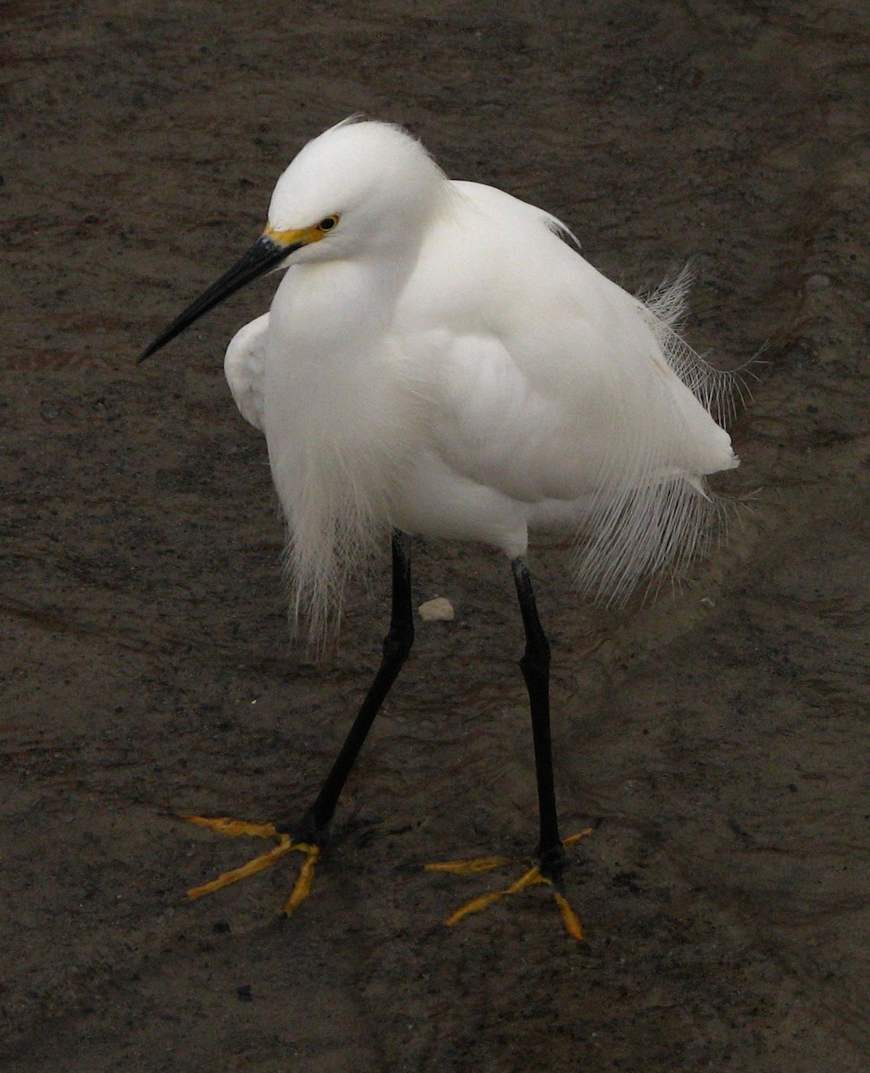 Snowy Egret - ML611448976