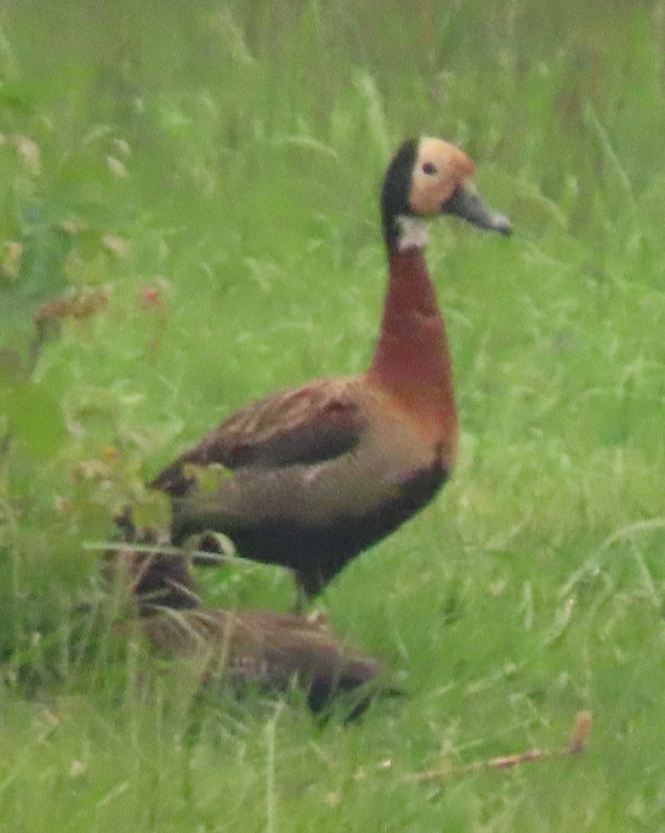 White-faced Whistling-Duck - ML611448999