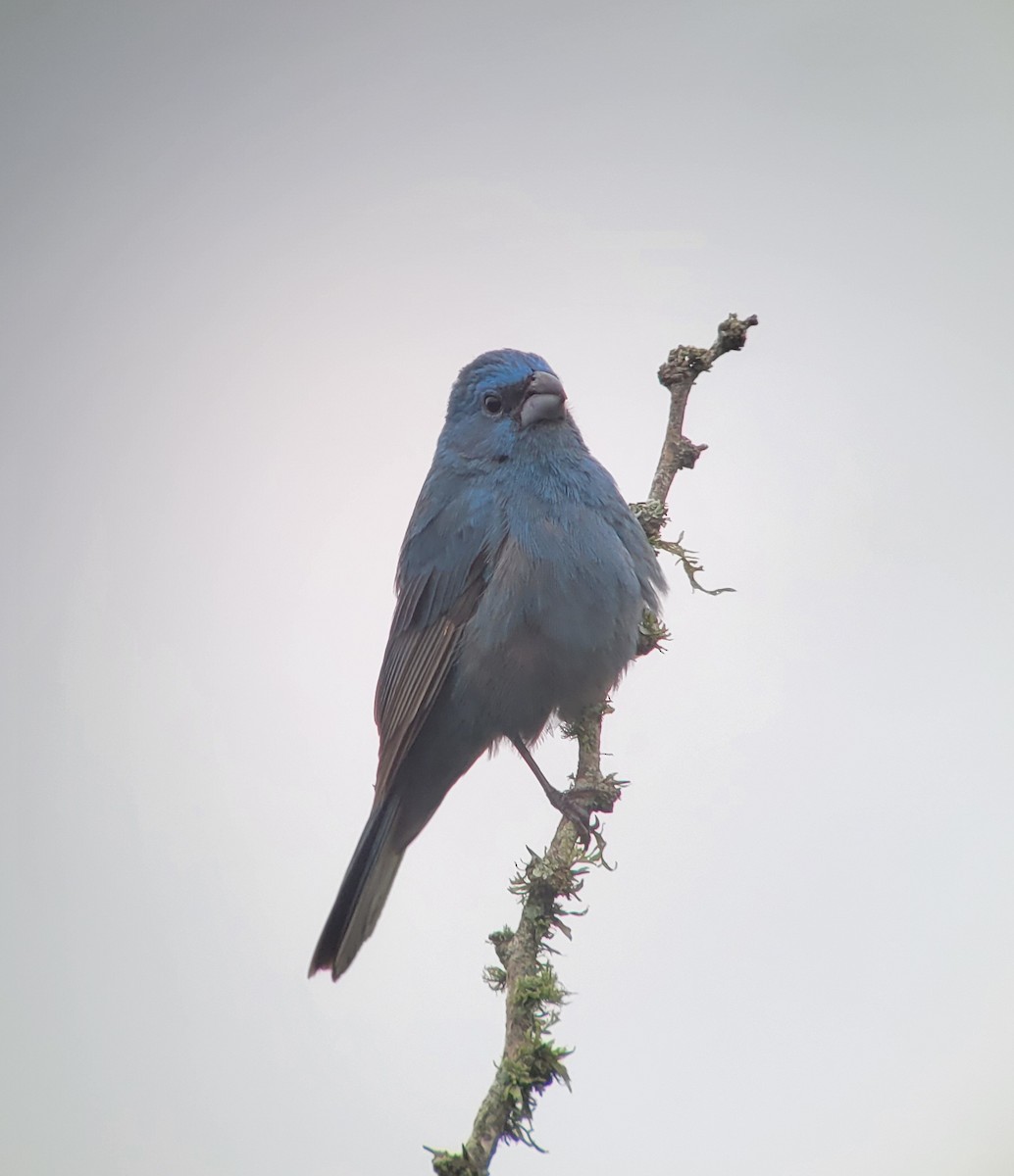 Glaucous-blue Grosbeak - ML611449072