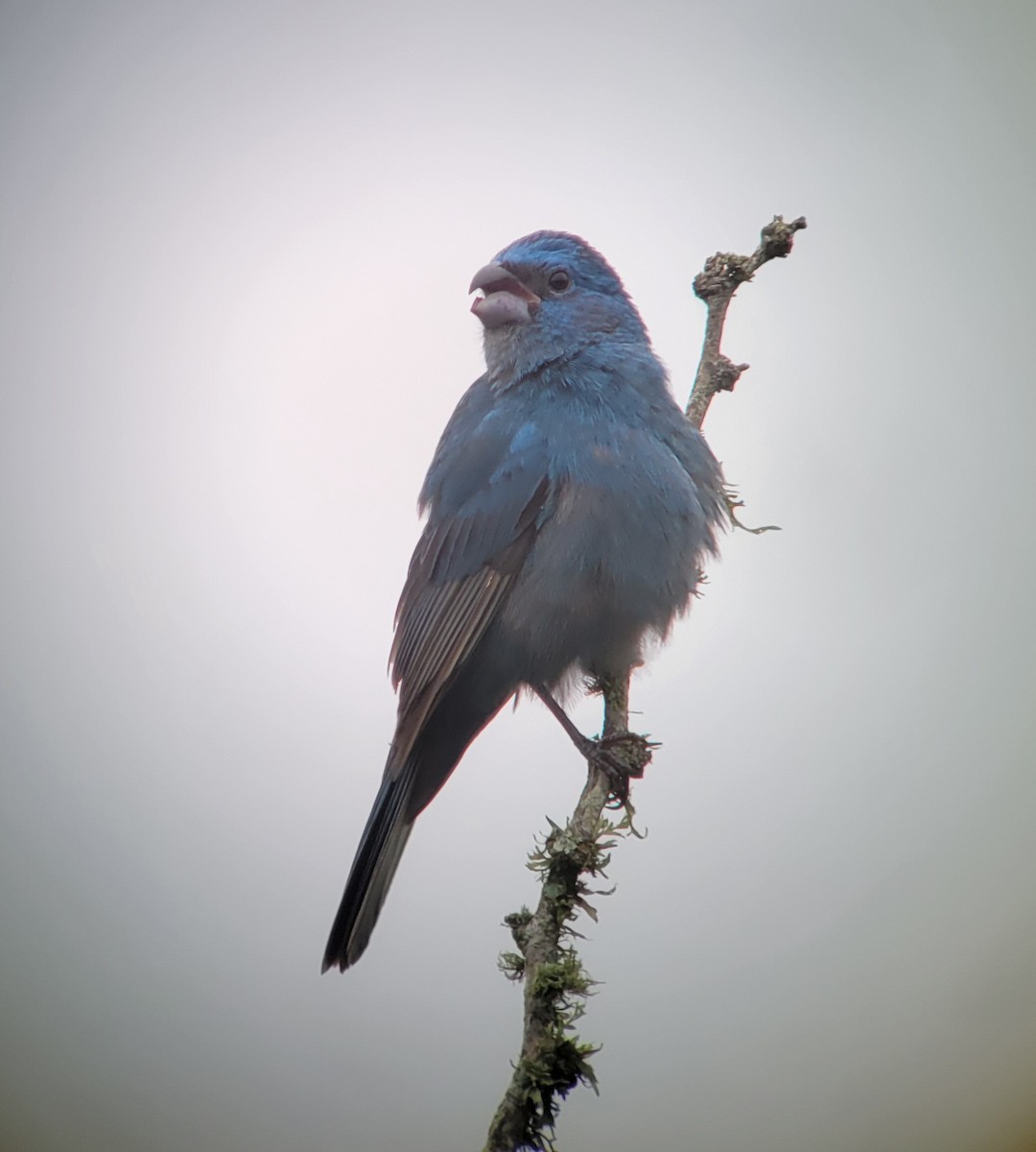 Glaucous-blue Grosbeak - ML611449073