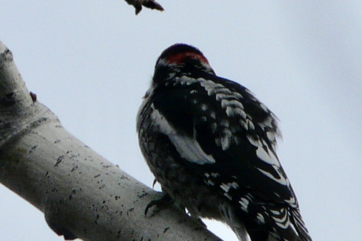 Red-naped Sapsucker - ML611449085