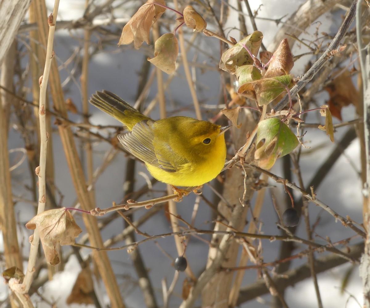 Wilson's Warbler - ML611449089