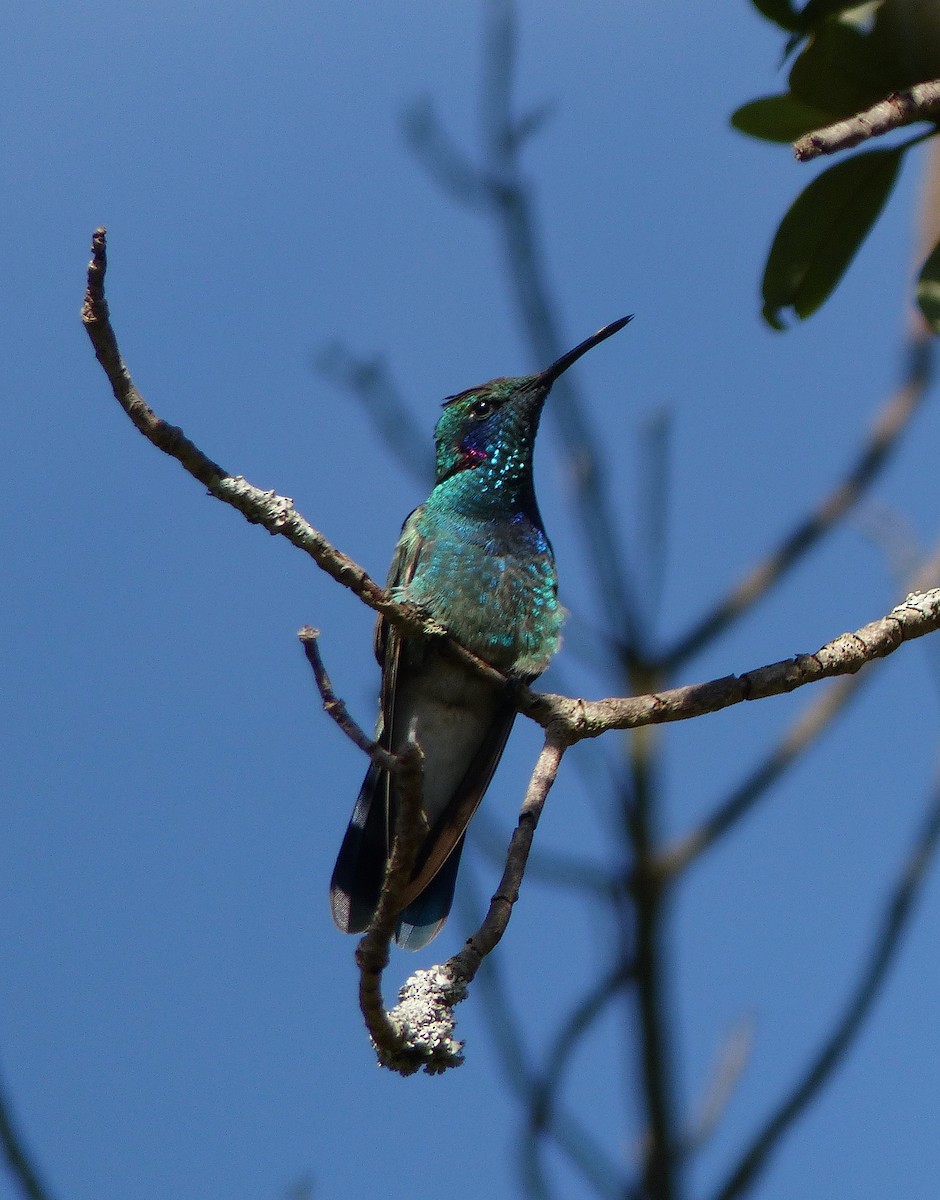 White-vented Violetear - ML611449112