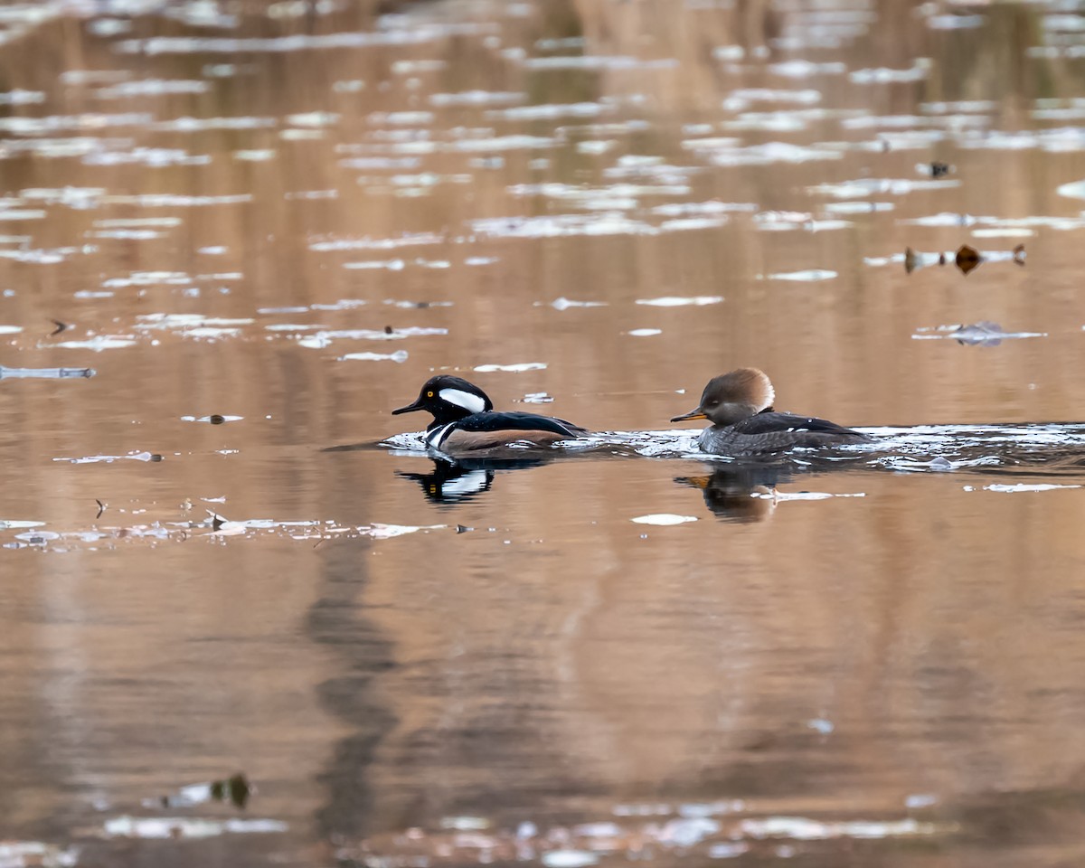 Hooded Merganser - Peter Rosario