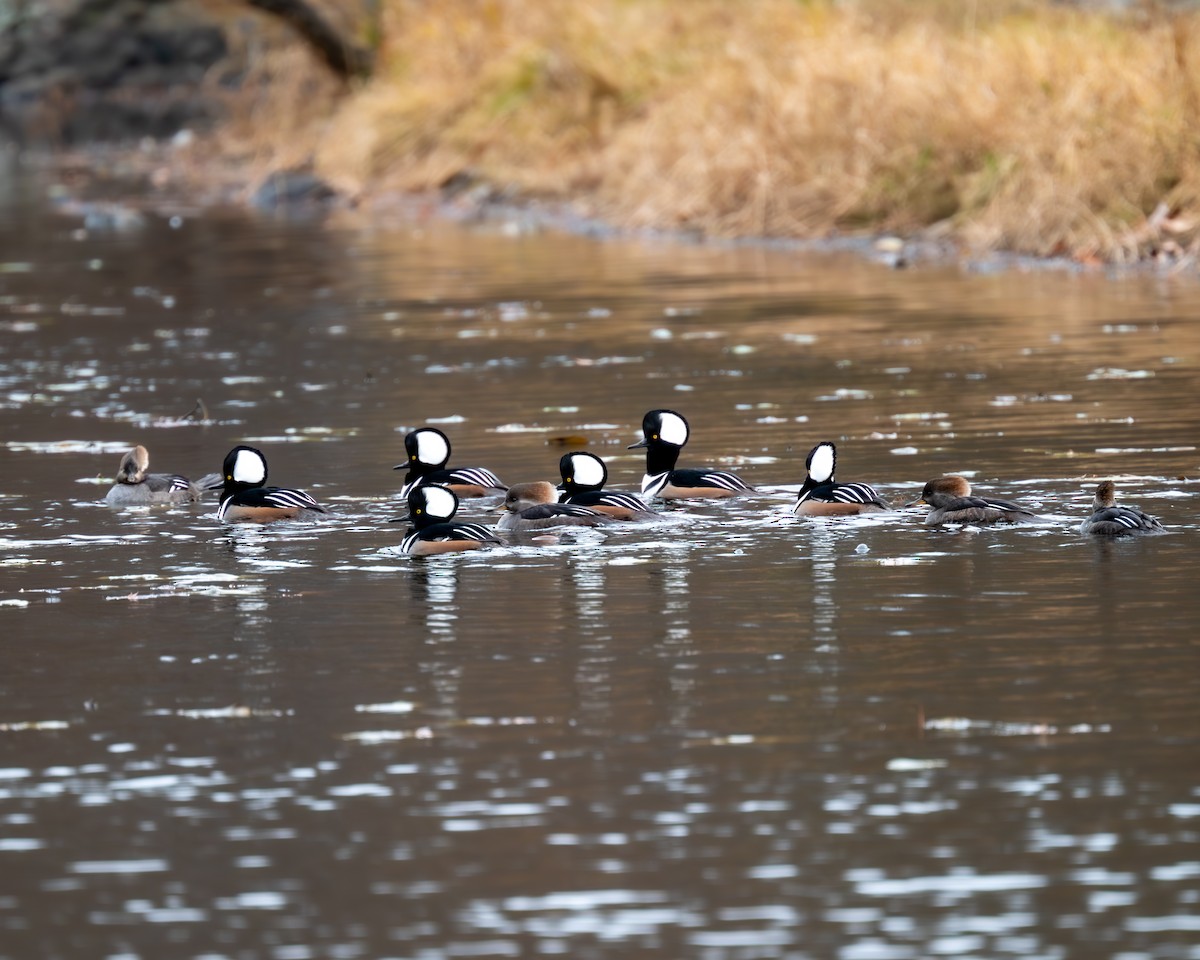 Hooded Merganser - ML611449115